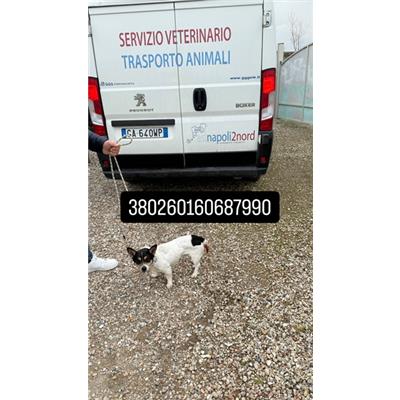 Comune di Pozzuoli - Cane - Microchip 380260160687990